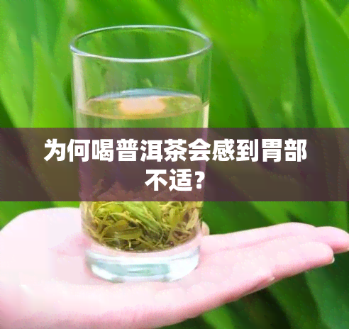 为何喝普洱茶会感到胃部不适？