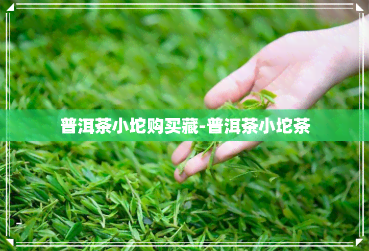 普洱茶小坨购买藏-普洱茶小坨茶