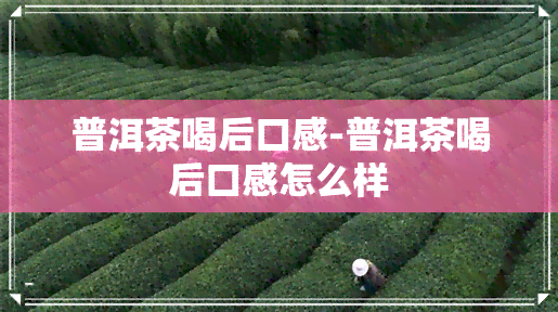 普洱茶喝后口感-普洱茶喝后口感怎么样