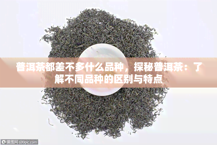 普洱茶都差不多什么品种，探秘普洱茶：了解不同品种的区别与特点