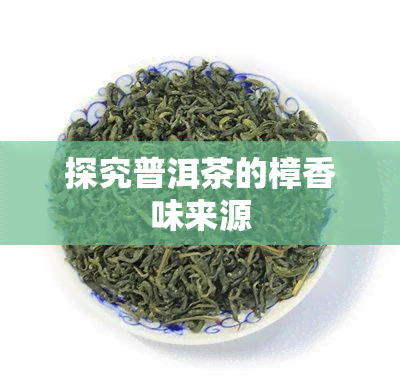 探究普洱茶的樟香味来源