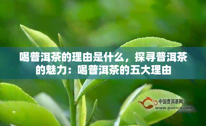 喝普洱茶的理由是什么，探寻普洱茶的魅力：喝普洱茶的五大理由