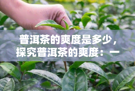 普洱茶的爽度是多少，探究普洱茶的爽度：一份详细解读