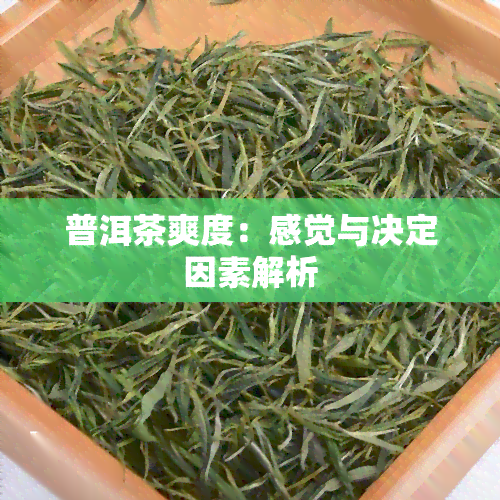 普洱茶爽度：感觉与决定因素解析