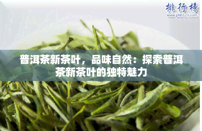 普洱茶新茶叶，品味自然：探索普洱茶新茶叶的独特魅力