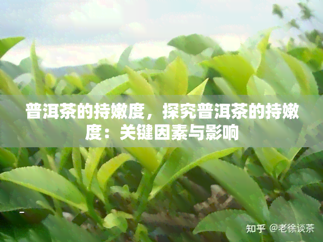 普洱茶的持嫩度，探究普洱茶的持嫩度：关键因素与影响