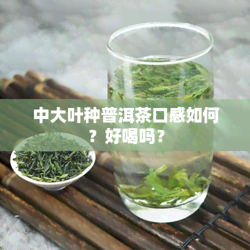 中大叶种普洱茶口感如何？好喝吗？