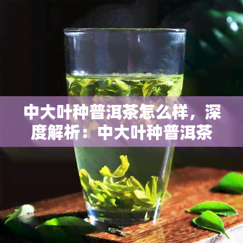 中大叶种普洱茶怎么样，深度解析：中大叶种普洱茶的品质与口感