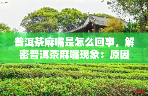 普洱茶麻嘴是怎么回事，解密普洱茶麻嘴现象：原因解析与解决方法