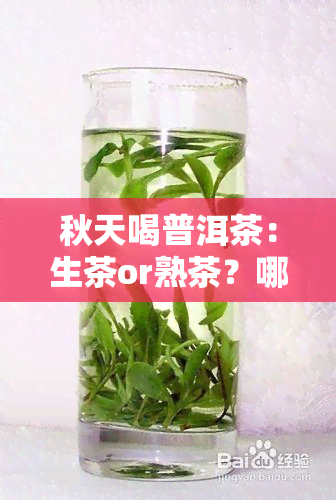 秋天喝普洱茶：生茶or熟茶？哪种更适合你？