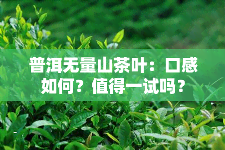 普洱无量山茶叶：口感如何？值得一试吗？