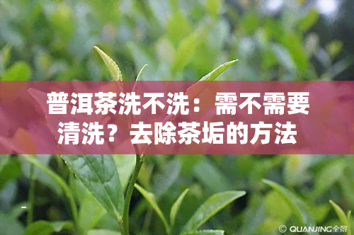 普洱茶洗不洗：需不需要清洗？去除茶垢的方法