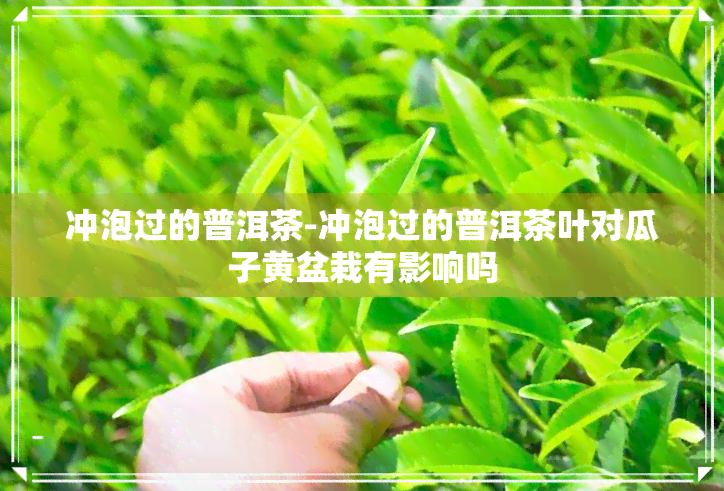 冲泡过的普洱茶-冲泡过的普洱茶叶对瓜子黄盆栽有影响吗