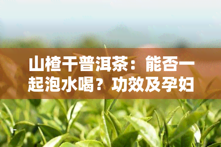 山楂干普洱茶：能否一起泡水喝？功效及孕妇适用性探讨