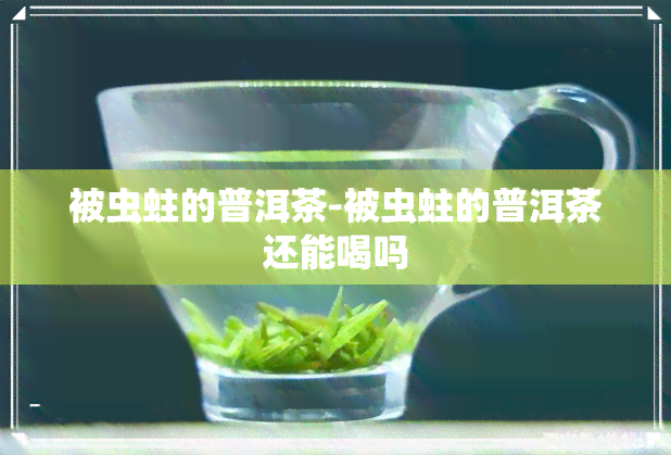 被虫蛀的普洱茶-被虫蛀的普洱茶还能喝吗