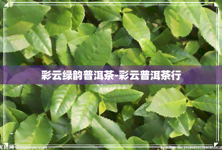 彩云绿韵普洱茶-彩云普洱茶行