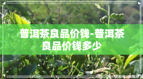 普洱茶良品价钱-普洱茶良品价钱多少