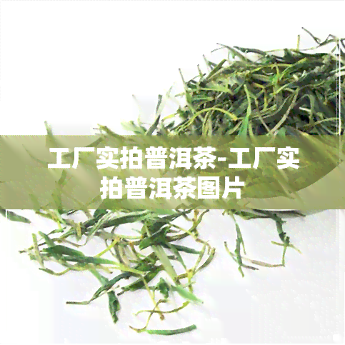 工厂实拍普洱茶-工厂实拍普洱茶图片