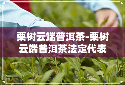 栗树云端普洱茶-栗树云端普洱茶法定代表人