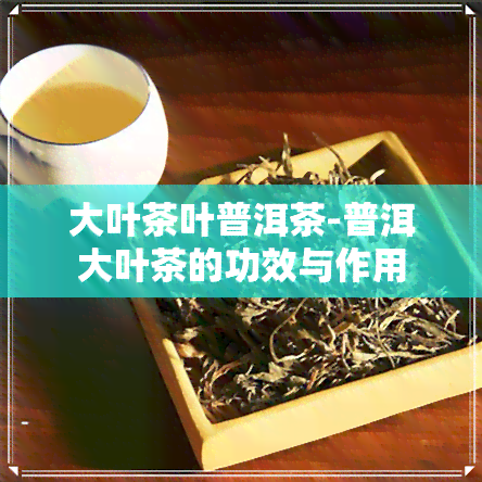 大叶茶叶普洱茶-普洱大叶茶的功效与作用