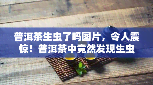 普洱茶生虫了吗图片，令人震惊！普洱茶中竟然发现生虫情况，图片揭示真相