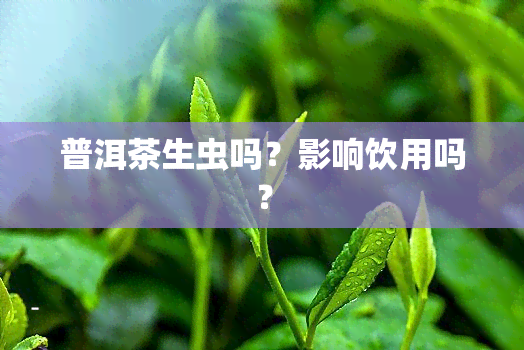 普洱茶生虫吗？影响饮用吗？