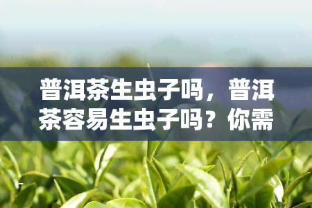 普洱茶生虫子吗，普洱茶容易生虫子吗？你需要知道的防虫技巧