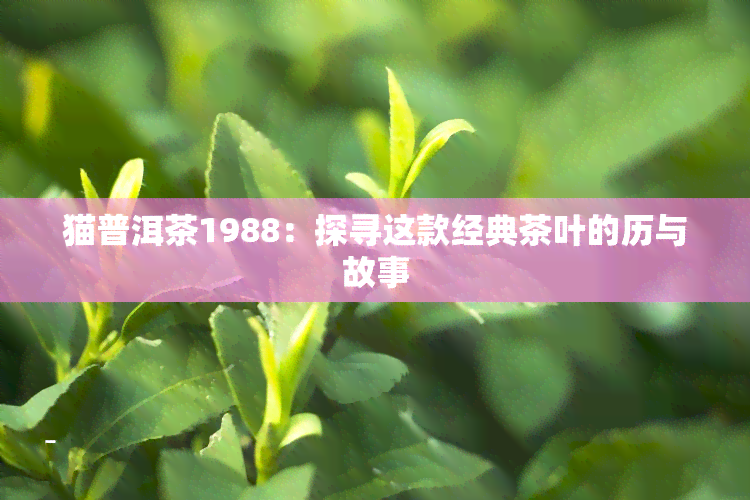 猫普洱茶1988：探寻这款经典茶叶的历与故事