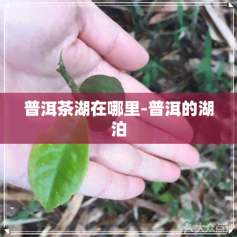 普洱茶湖在哪里-普洱的湖泊