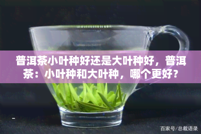 普洱茶小叶种好还是大叶种好，普洱茶：小叶种和大叶种，哪个更好？