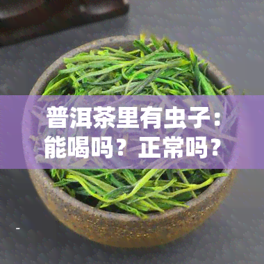 普洱茶里有虫子：能喝吗？正常吗？