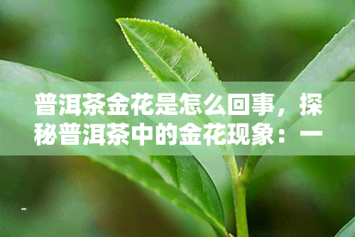 普洱茶金花是怎么回事，探秘普洱茶中的金花现象：一种独特的微生物发酵过程