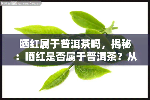 晒红属于普洱茶吗，揭秘：晒红是否属于普洱茶？从产地、制作工艺等方面全面解析