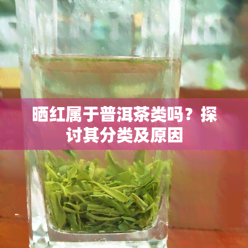 晒红属于普洱茶类吗？探讨其分类及原因