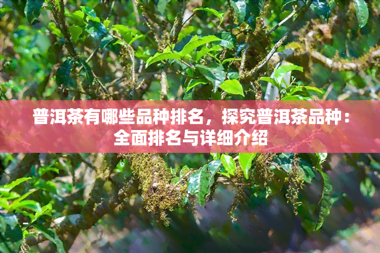 普洱茶有哪些品种排名，探究普洱茶品种：全面排名与详细介绍