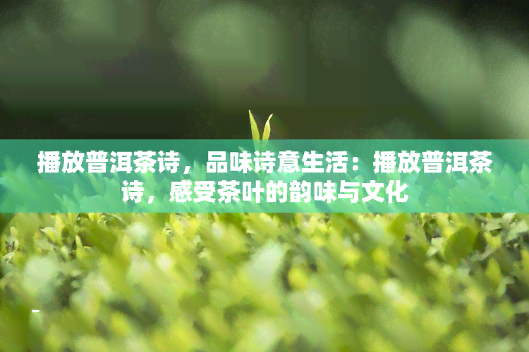 播放普洱茶诗，品味诗意生活：播放普洱茶诗，感受茶叶的韵味与文化