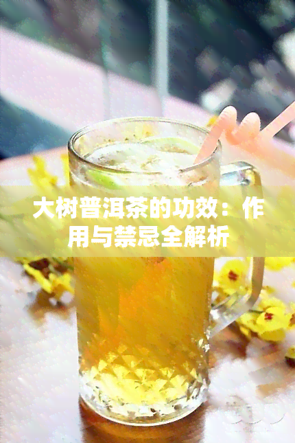 大树普洱茶的功效：作用与禁忌全解析