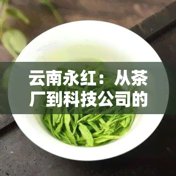 云南永红：从茶厂到科技公司的发展历程