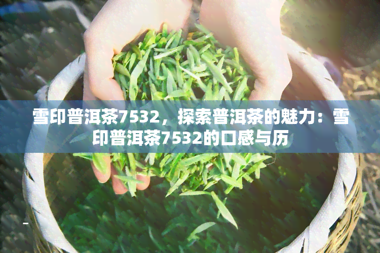 雪印普洱茶7532，探索普洱茶的魅力：雪印普洱茶7532的口感与历