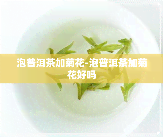 泡普洱茶加菊花-泡普洱茶加菊花好吗