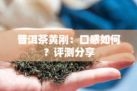 普洱茶黄刚：口感如何？评测分享