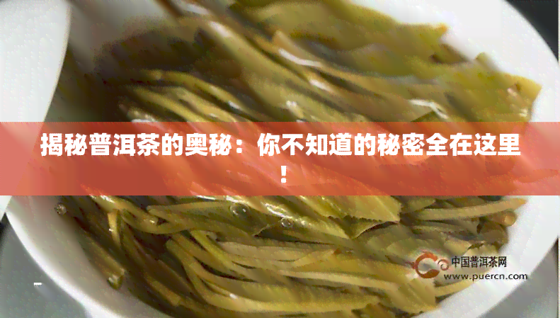 揭秘普洱茶的奥秘：你不知道的秘密全在这里！