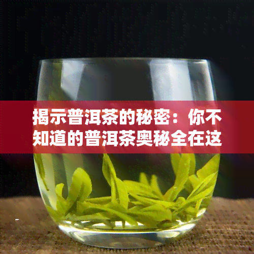 揭示普洱茶的秘密：你不知道的普洱茶奥秘全在这里！