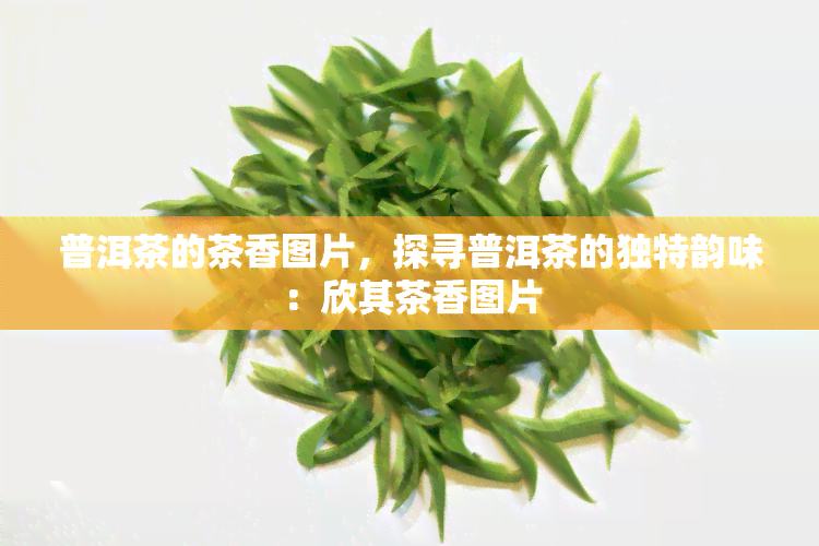 普洱茶的茶香图片，探寻普洱茶的独特韵味：欣其茶香图片