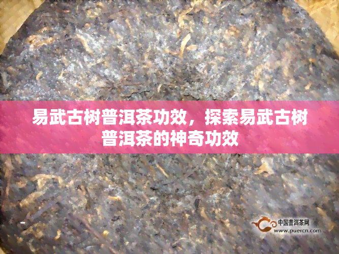 易武古树普洱茶功效，探索易武古树普洱茶的神奇功效