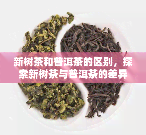 新树茶和普洱茶的区别，探索新树茶与普洱茶的差异：从制作到口感的全面比较