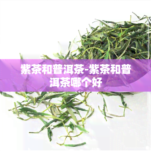 紫茶和普洱茶-紫茶和普洱茶哪个好