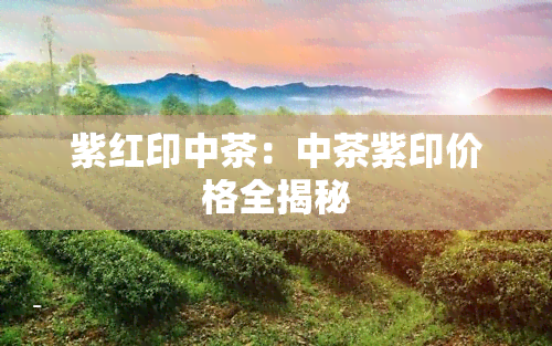 紫红印中茶：中茶紫印价格全揭秘