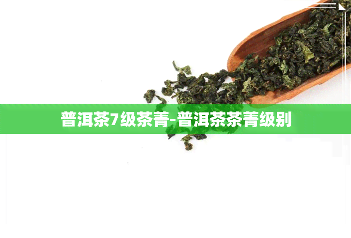 普洱茶7级茶菁-普洱茶茶菁级别