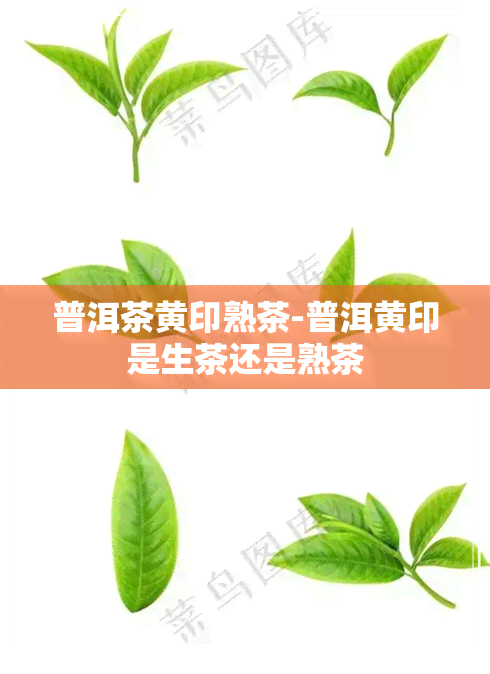 普洱茶黄印熟茶-普洱黄印是生茶还是熟茶